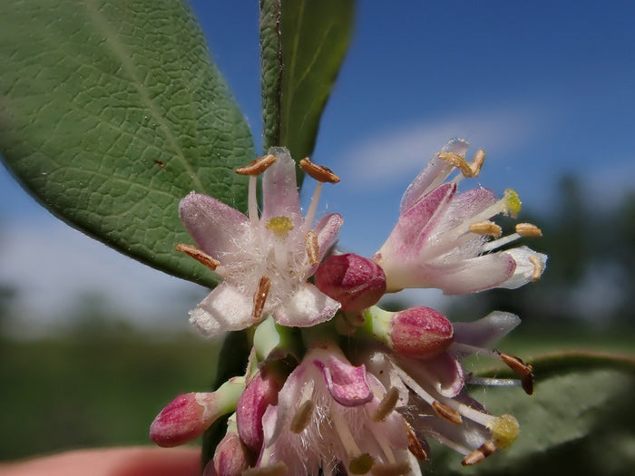 Western Snowberry seedlings growing in natural soil