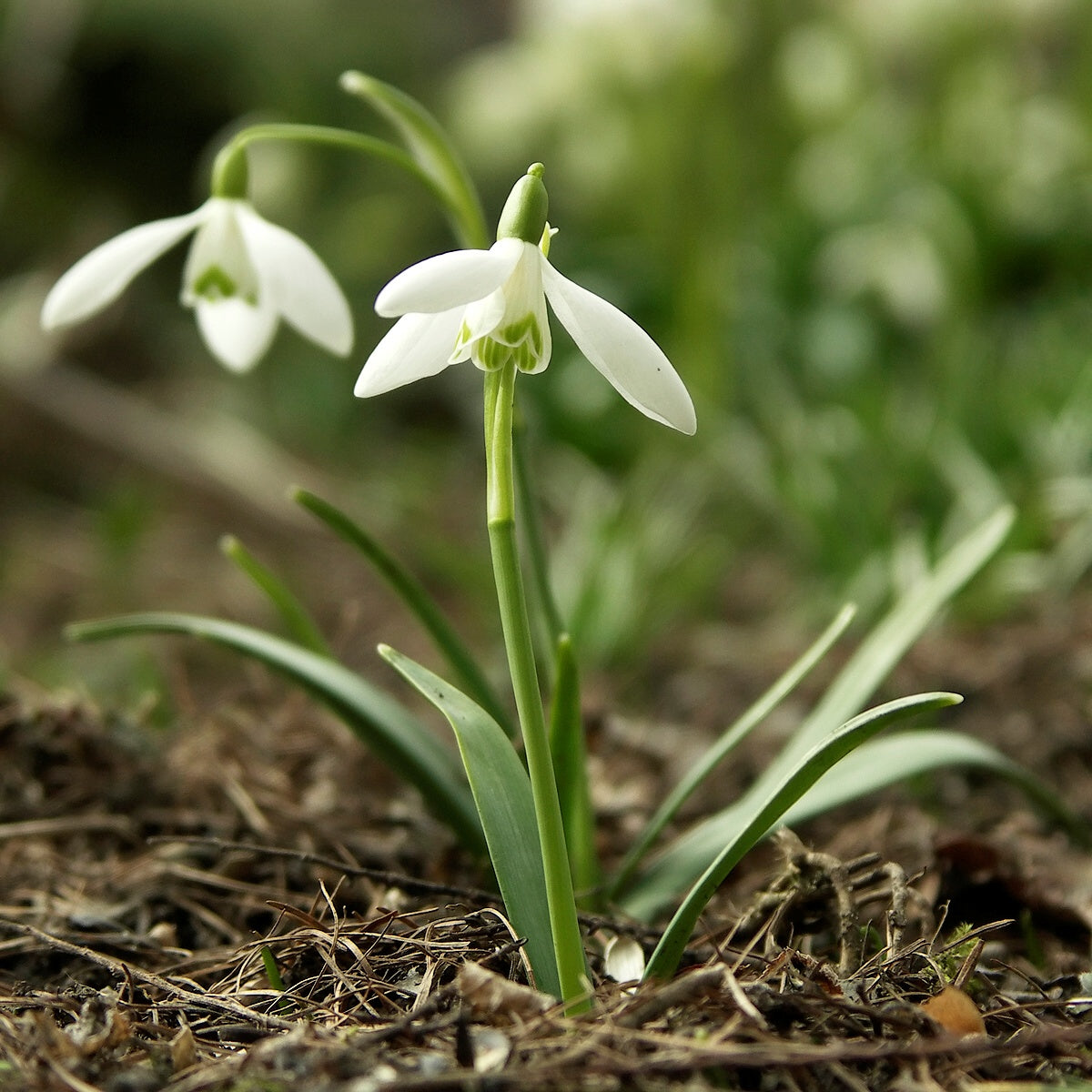 Snowdrop Garden Blooms – Galanthus Seeds for Planting