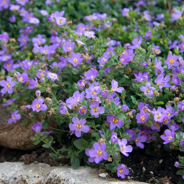 Purple Bacopa Blutopia Flower seeds for Planting - Garden Favorite, Heirloom & GMO Free Seeds for Home Garden
 
 Sale for planting in home garden