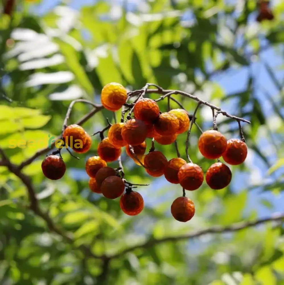 Soapberry Plant Planting Flower Seeds For A Unique Garden Addition