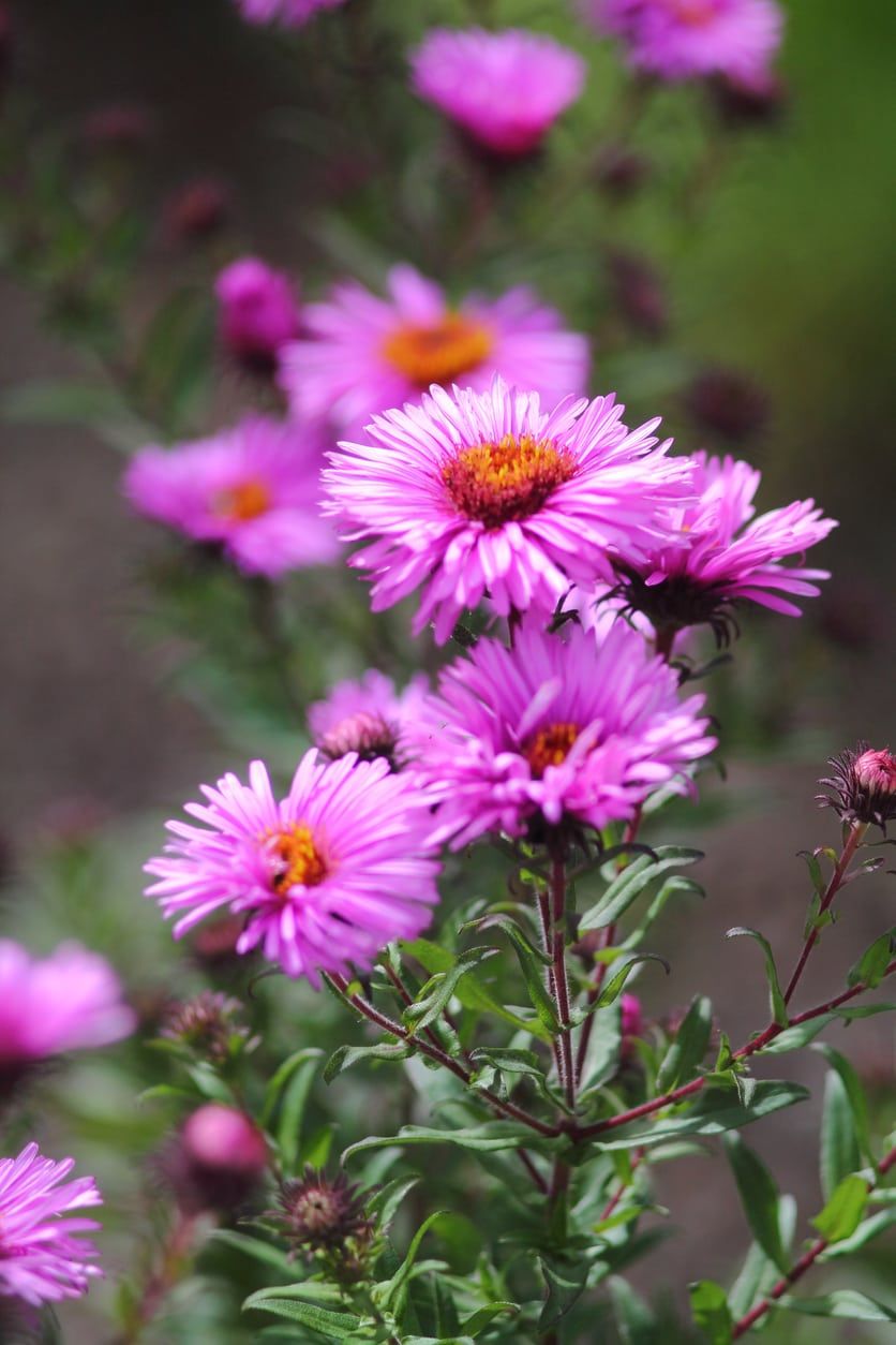 Soft Pink Aster Seeds for Planting