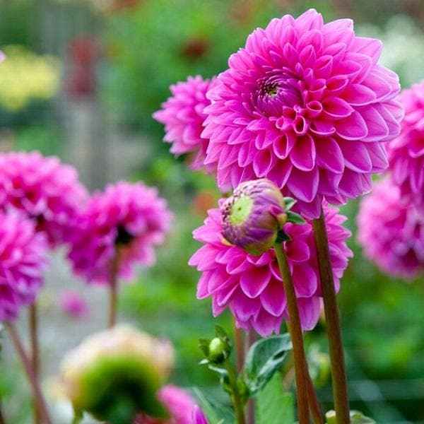 Soft Pink Dahlia Flower Seeds for Planting