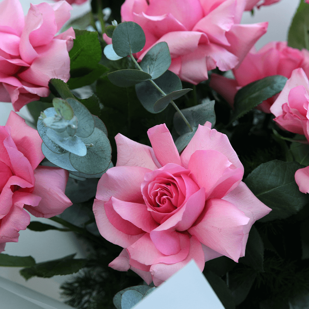 Soft Pink Roses for Garden Borders and Pots
