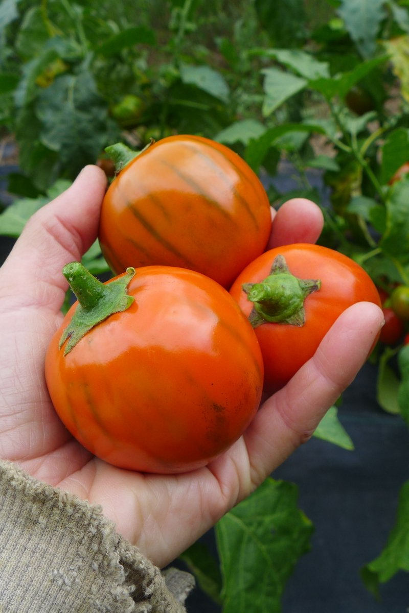 Close-up of Turkish Orange Eggplant leaves and fruits