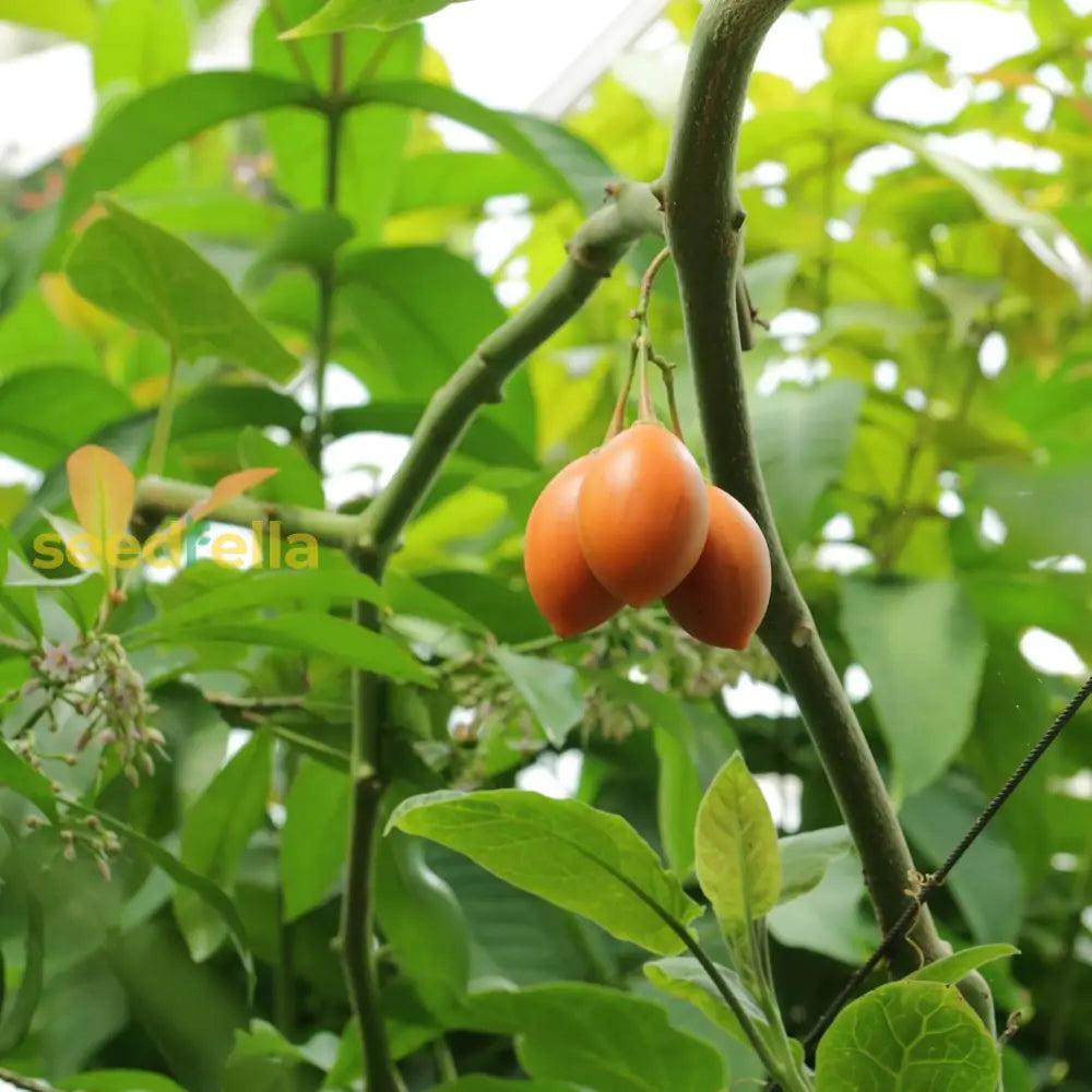 Solanum Betaceum Seeds Tree Tomato Tamarillo Perennial Herbaceous Shrub Fruit & Berries