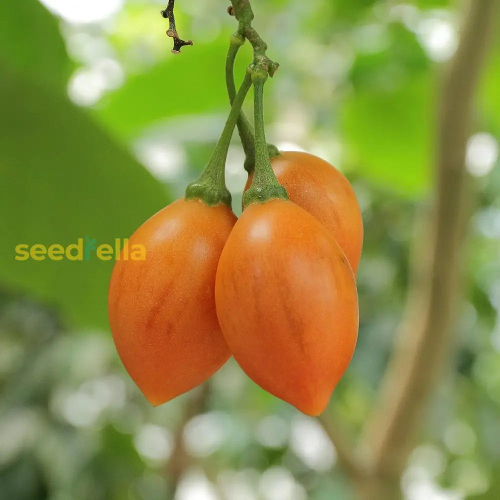 Solanum Betaceum Seeds Tree Tomato Tamarillo Perennial Herbaceous Shrub Fruit & Berries