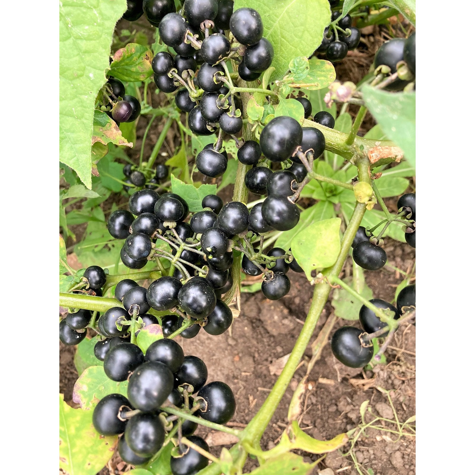 Solanum burbankii white flower clusters in bloom