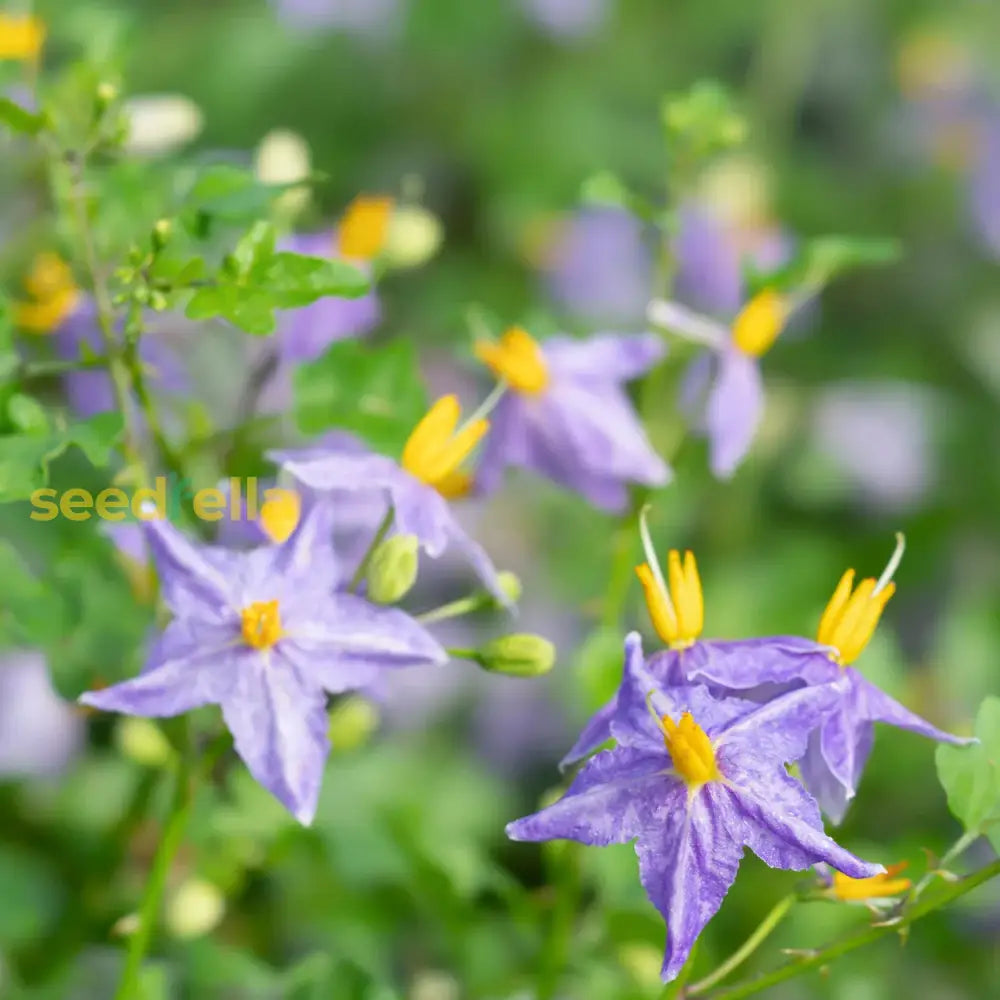 Solanum Flower Seeds For Colorful Garden Blooms  Perfect Planting And Cultivating Stunning