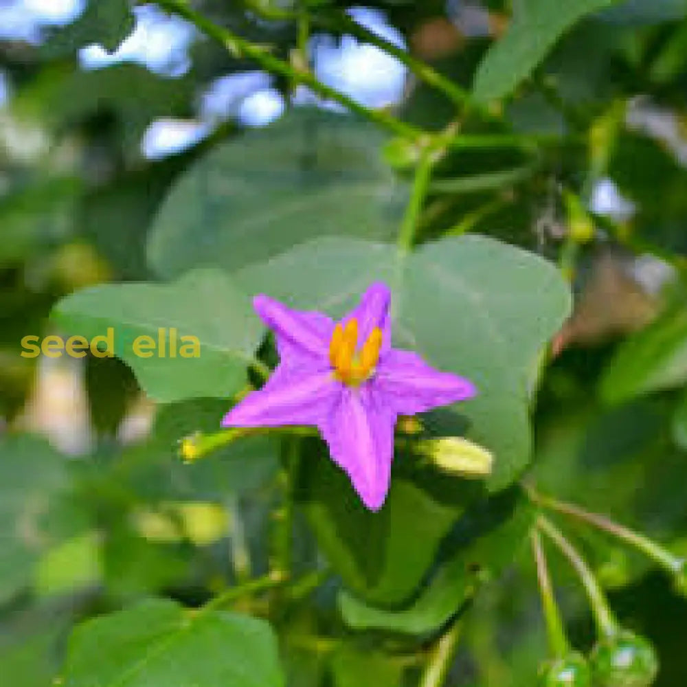 Solanum Flower Seeds For Colorful Garden Blooms  Perfect Planting And Cultivating Stunning