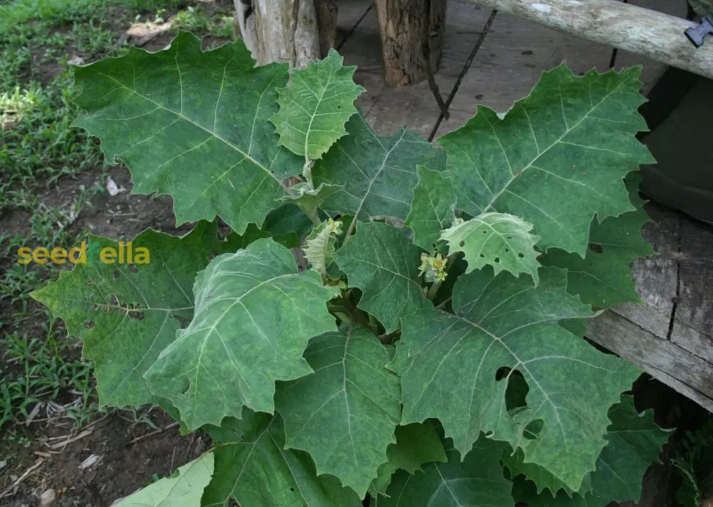 Solanum Sessiliflorum Planting Fruit Seeds Vegetable Seeds