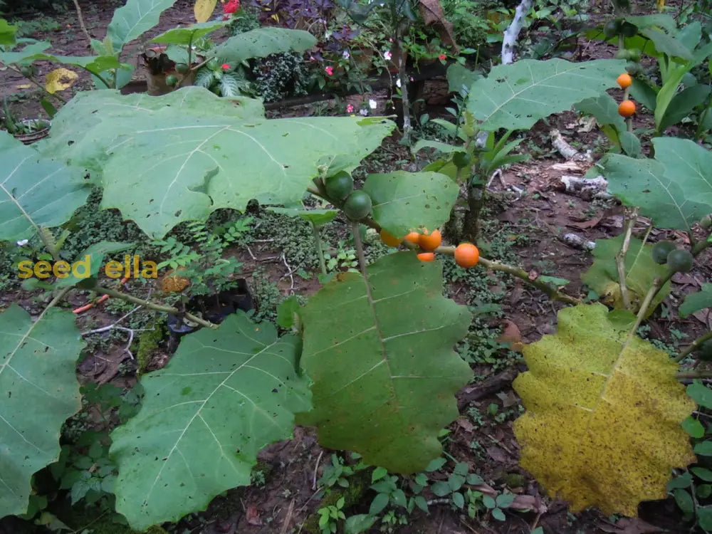 Solanum Sessiliflorum Planting Fruit Seeds Vegetable Seeds