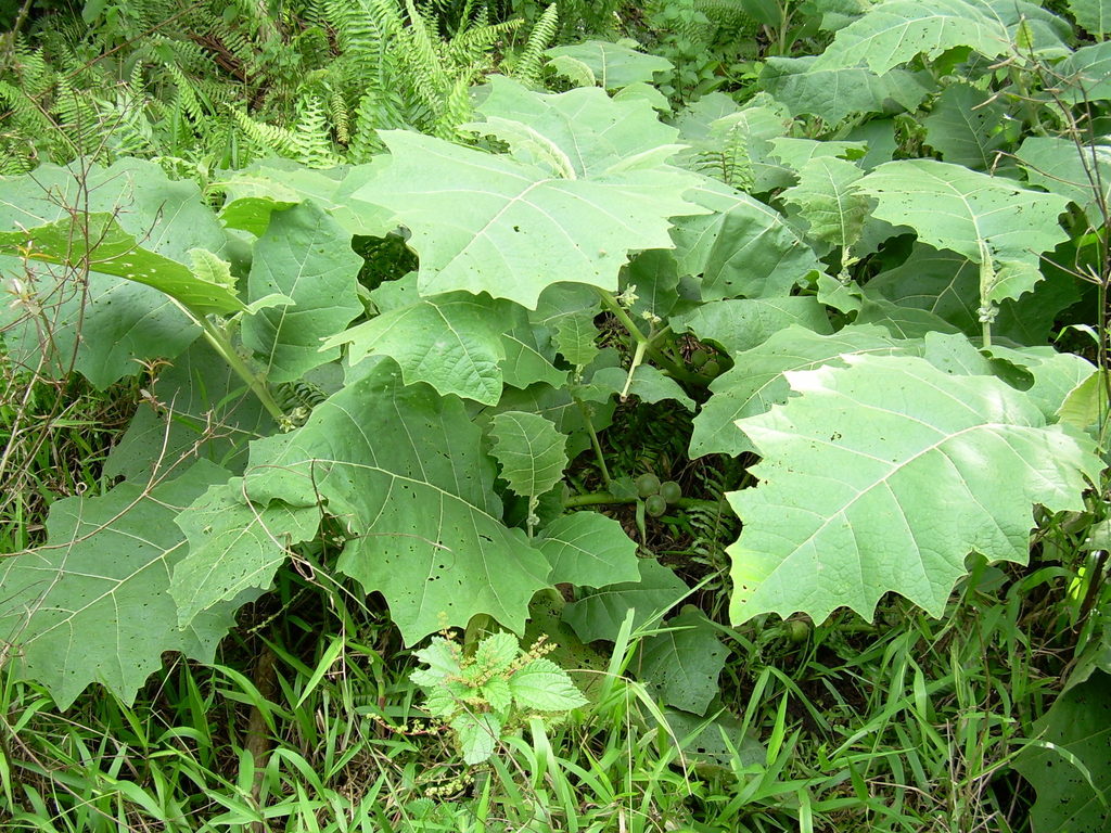 Step-by-Step Guide for Planting Solanum Sessiliflorum Seeds in Your Garden