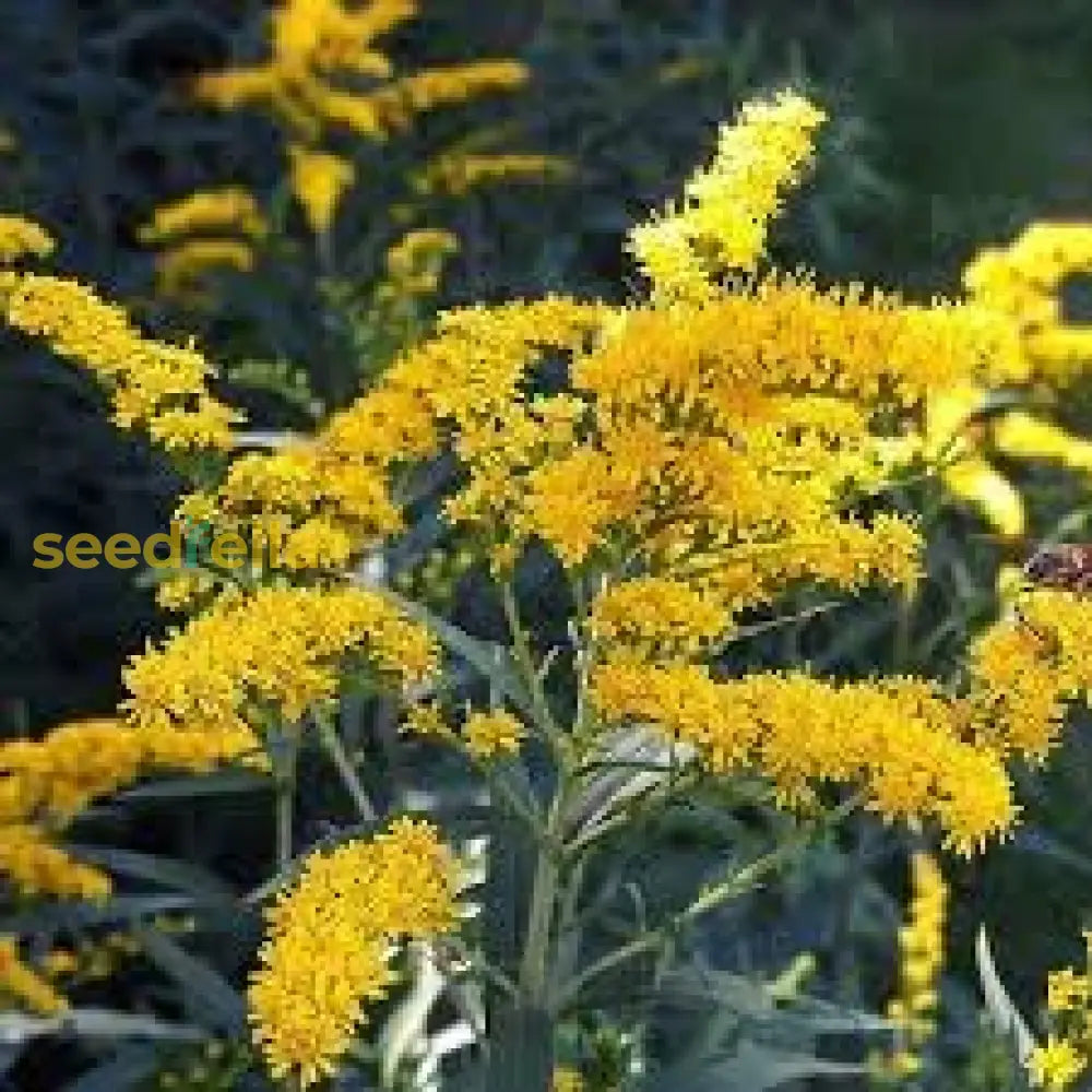 Solidago Plant Seeds Planting