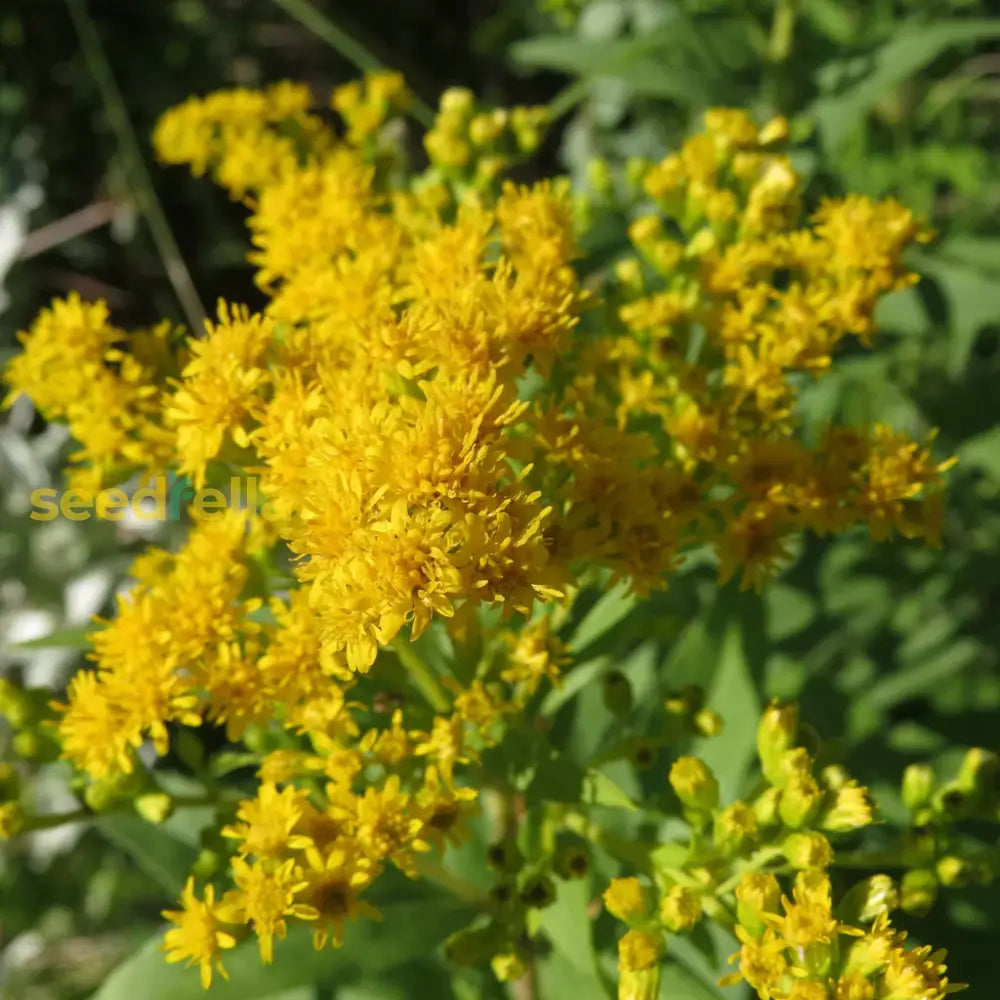 Solidago Plant Seeds Planting