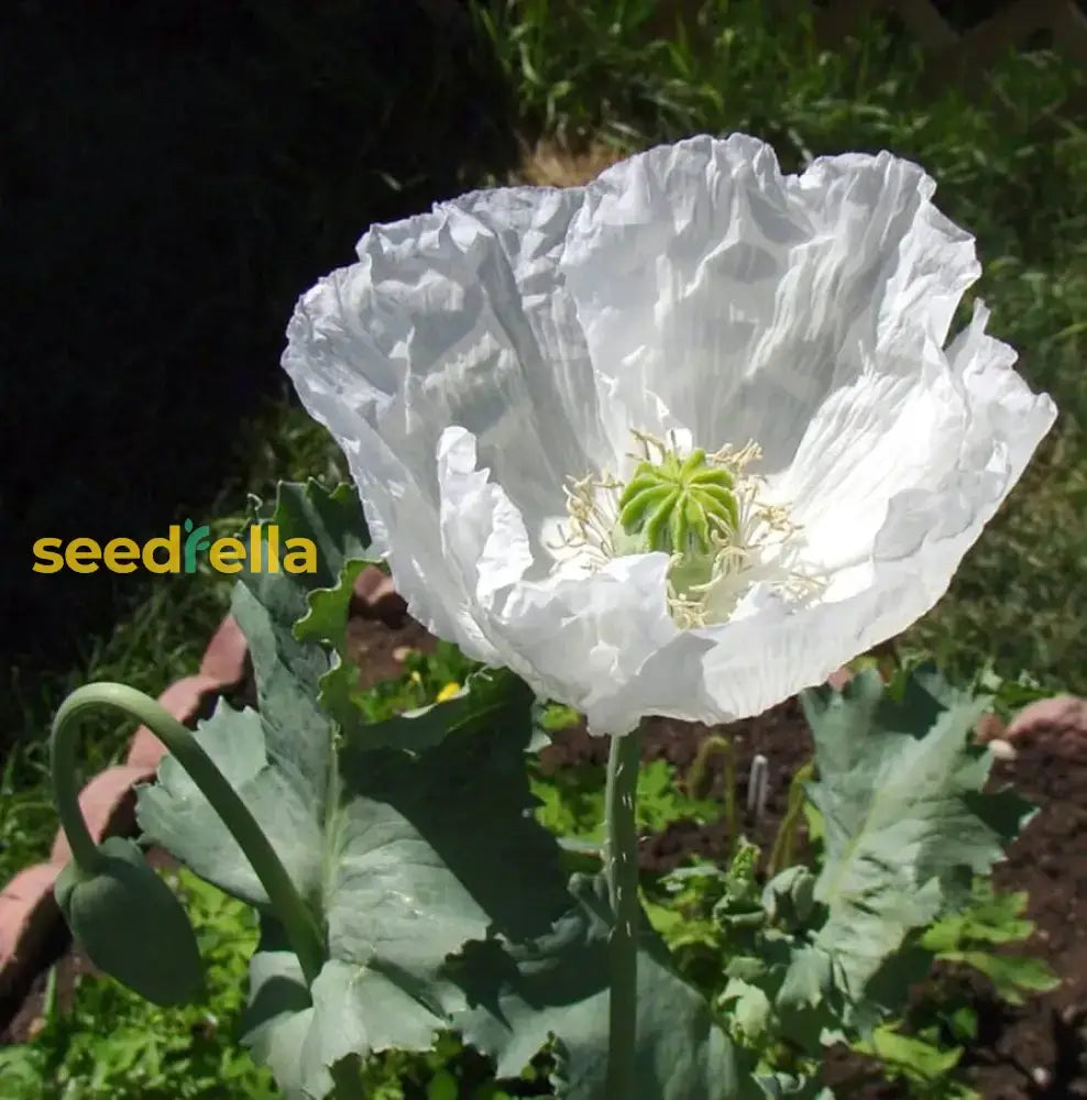 Somniferum Flower Seeds For Planting  Lush And Elegant Blooms In Your Garden.