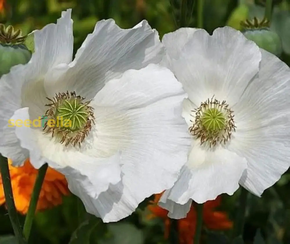 Somniferum Flower Seeds For Planting  Lush And Elegant Blooms In Your Garden.