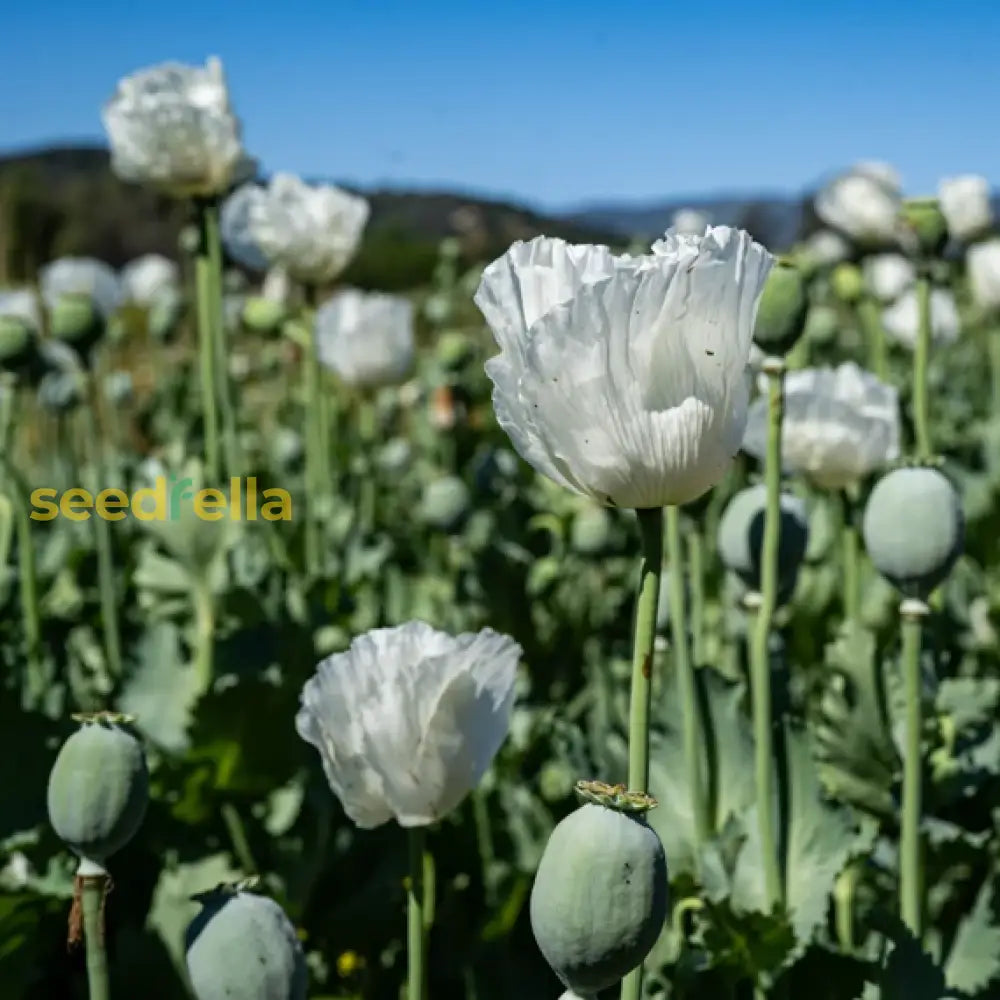 Somniferum seeds for ornamental garden planting
