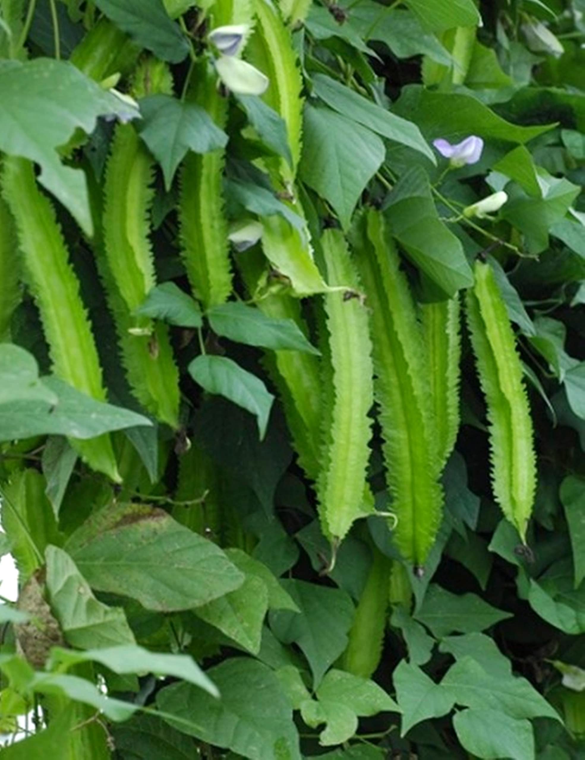 Strong Sophocarpus plants developed from quality seeds