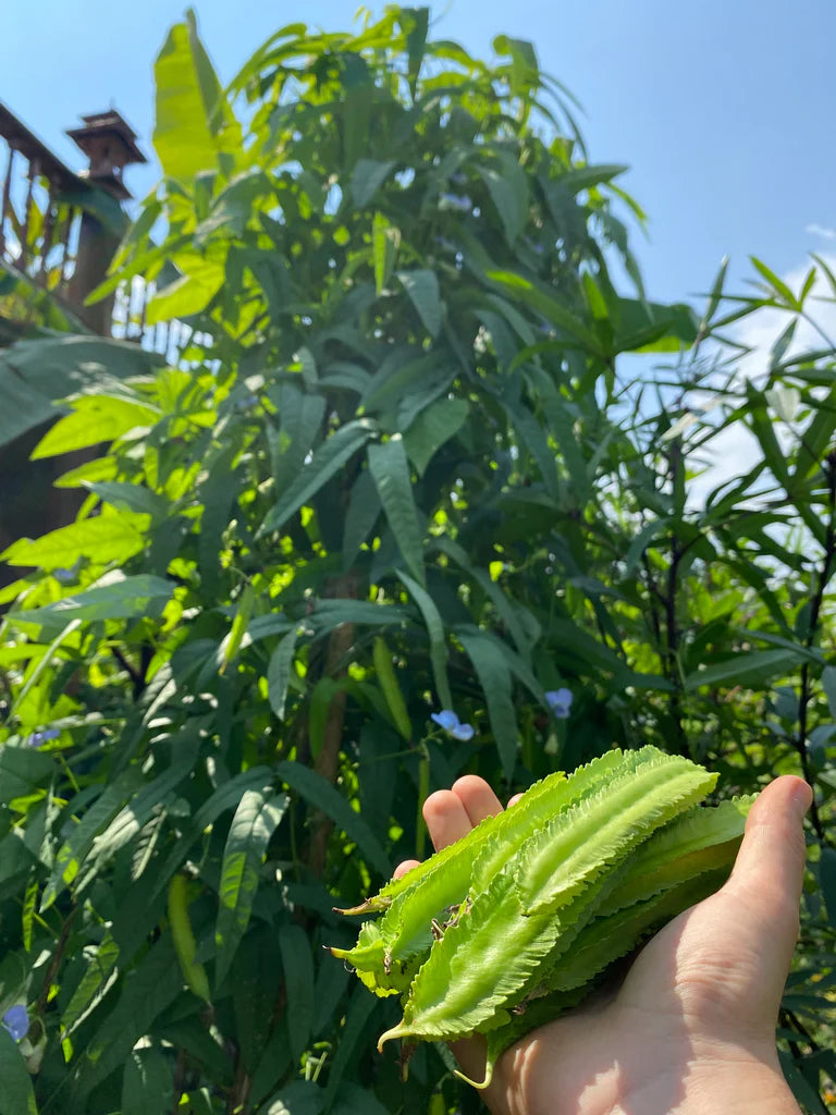 Healthy Sophocarpus seedlings growing from non-GMO seeds