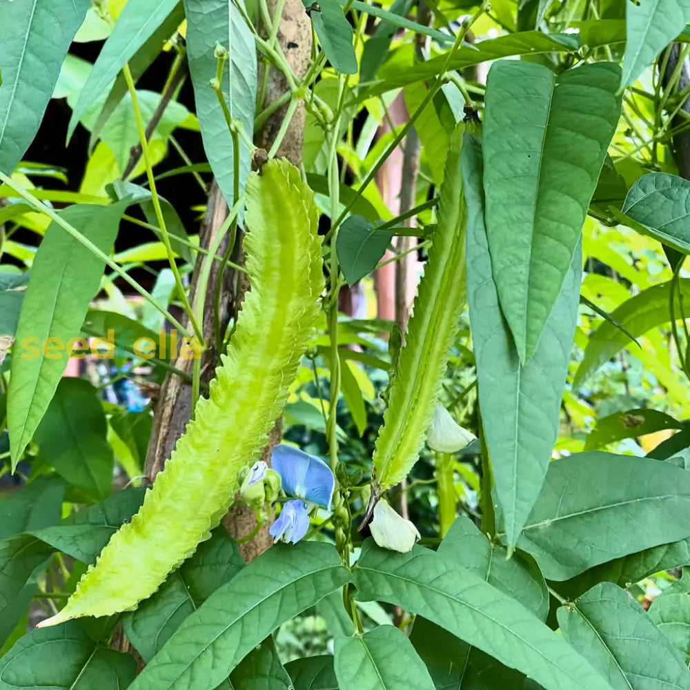 Sophocarpus Vegetable Planting - Seeds For Thriving Growth And Delicious Harvests Seeds