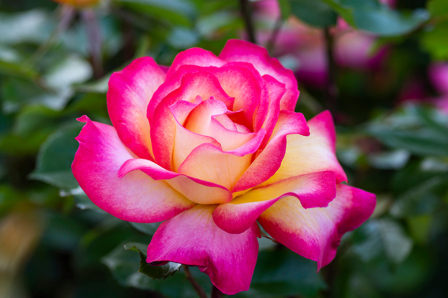 Sorbet Roses Flower Seeds for Planting