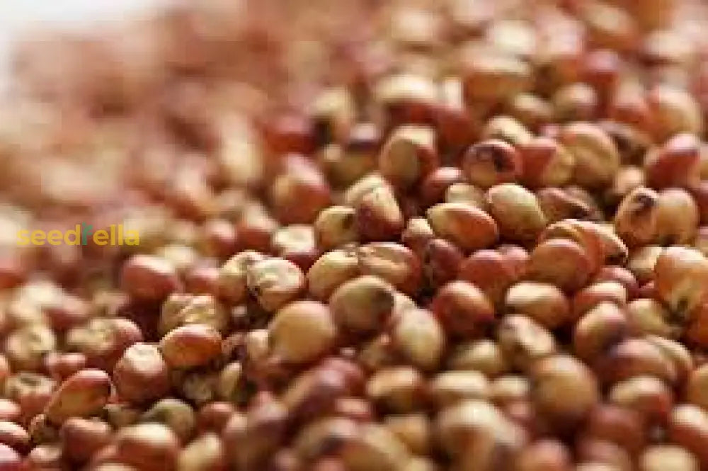 Brown Sorghum seed germination and planting guide
