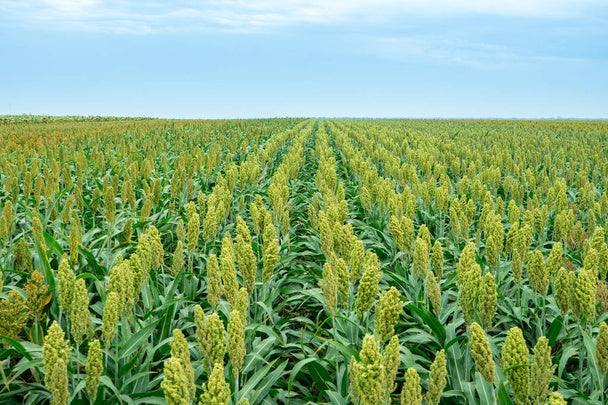 Sorgo plants cultivated in outdoor garden beds