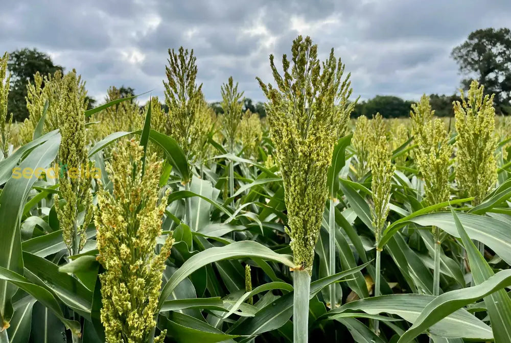 Sorgo Plant Seeds For Cultivation - Seed Thriving Growth In Your Garden Vegetable Seeds