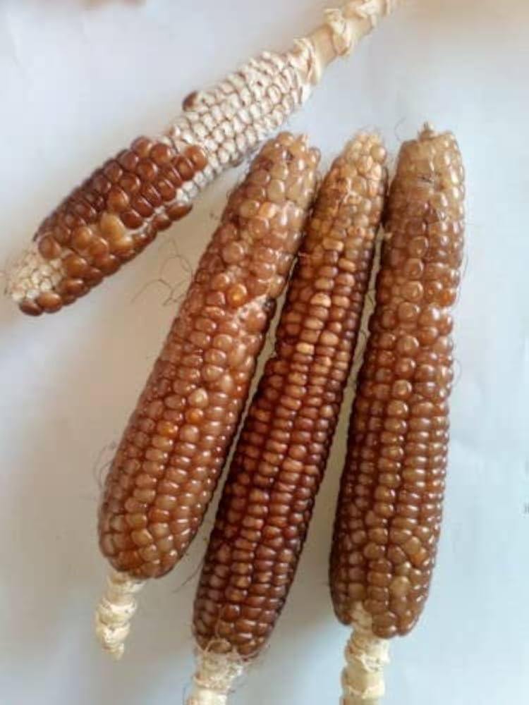 Sorvanets F1 cucumber plants growing in garden