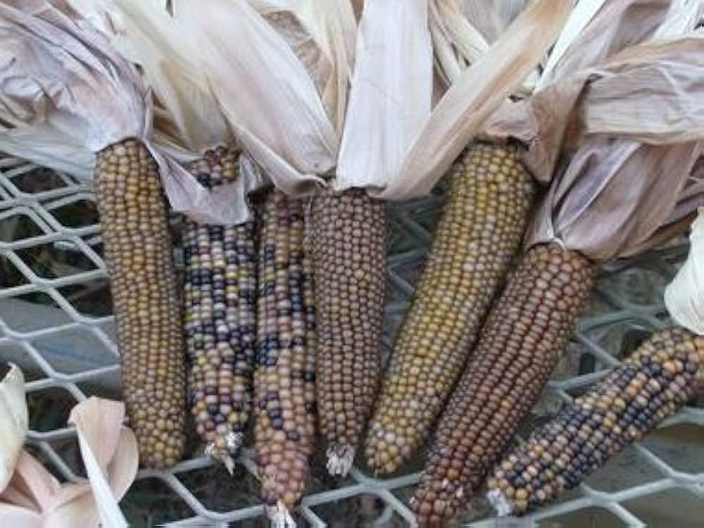 Sorvanets F1 cucumber seeds for high-yield garden planting