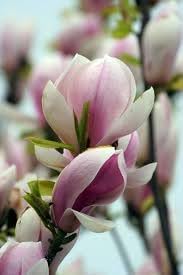 Soulangeana Magnolia Flower Seeds for Planting