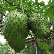 Soursop fruit developing on tree branch