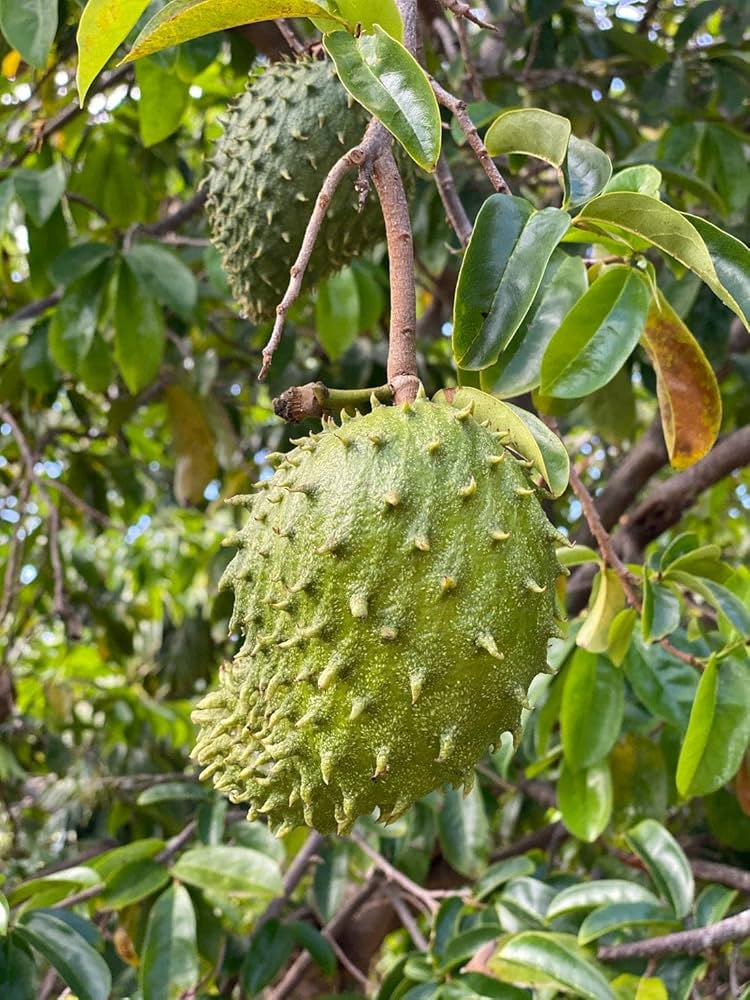 Soursop Annona muricata seeds for planting
