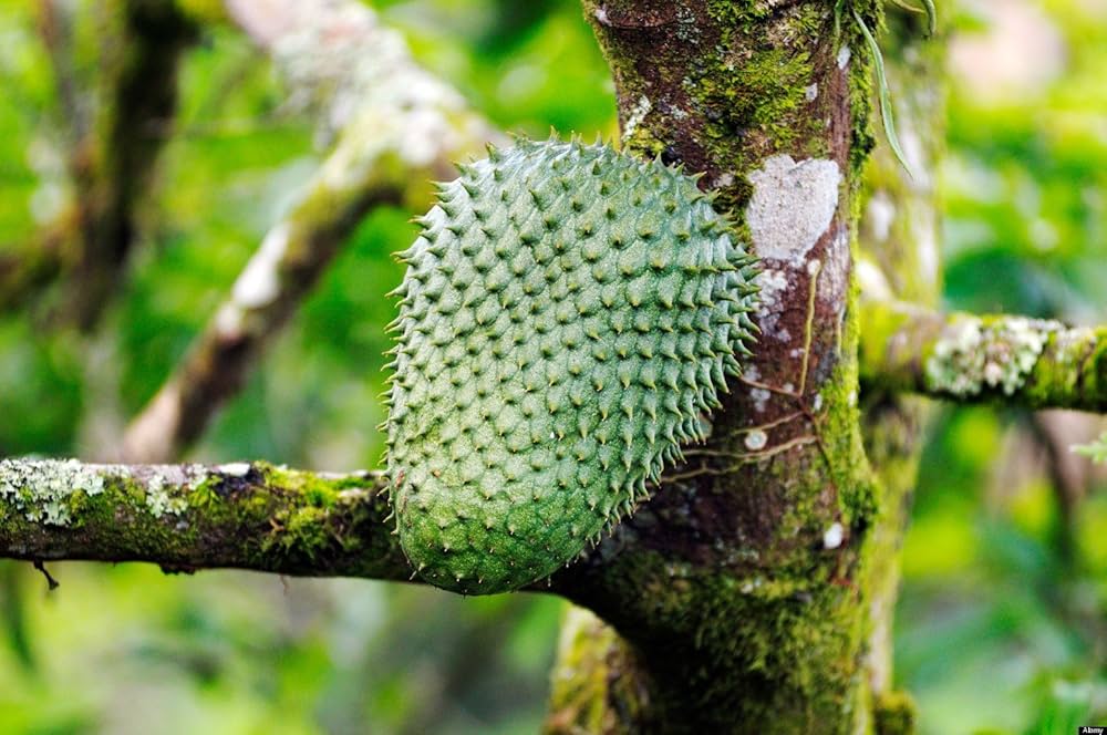 Soursop seeds for planting tropical green and white fruits