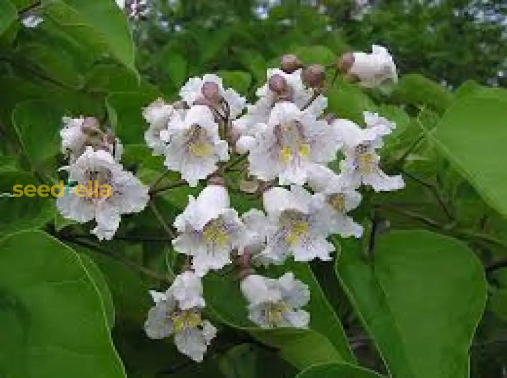 Southern Catalpa Flower Seeds Planting