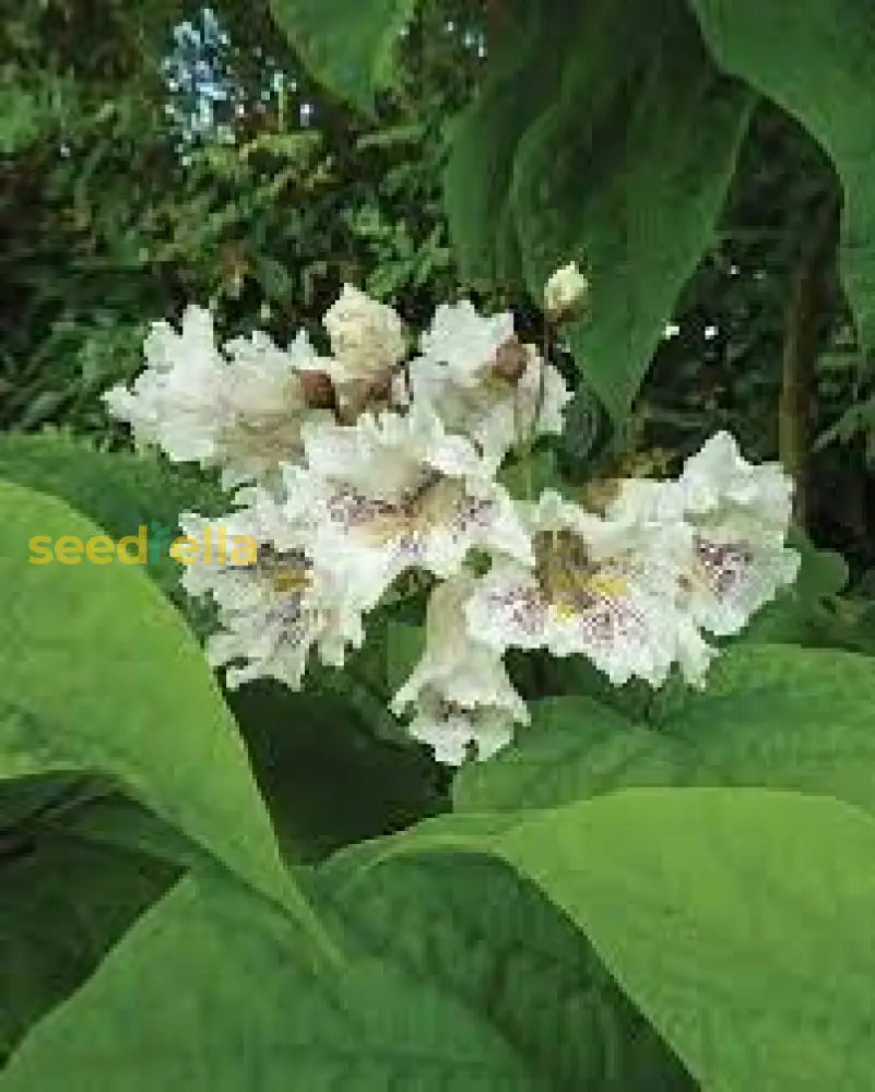 Southern Catalpa Flower Seeds Planting