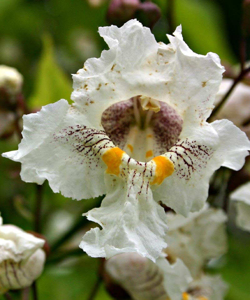 Southern Catalpa Flower Seeds for Planting