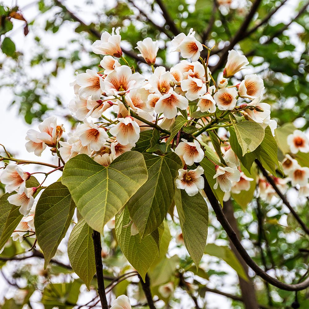 Mature Southern Catalpa Tree with Green Foliage