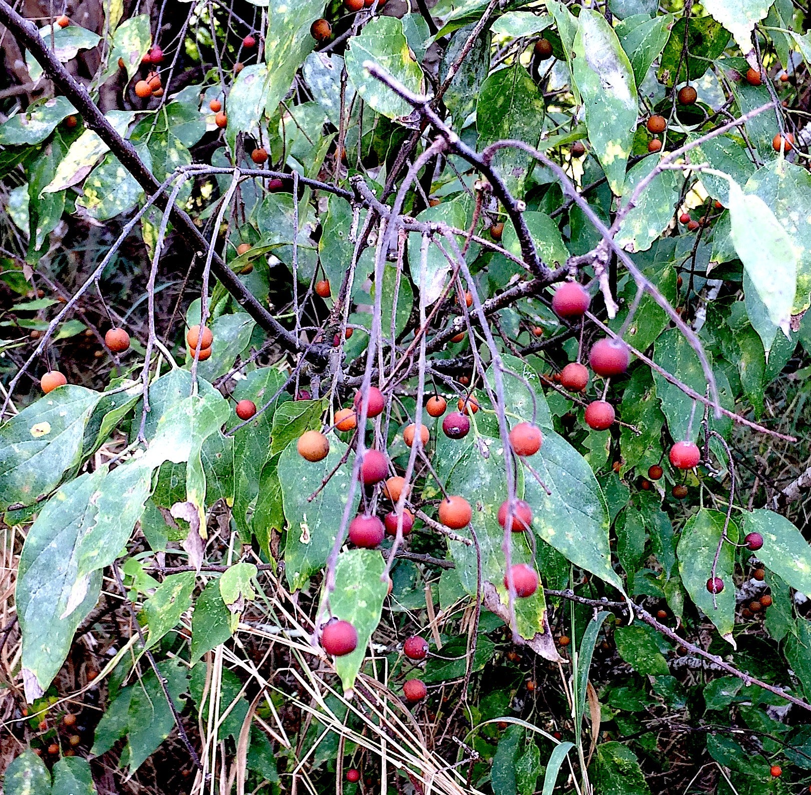 Mature Southern Hackberry tree in landscape