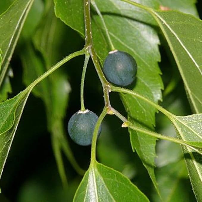 Southern Hackberry seeds for planting