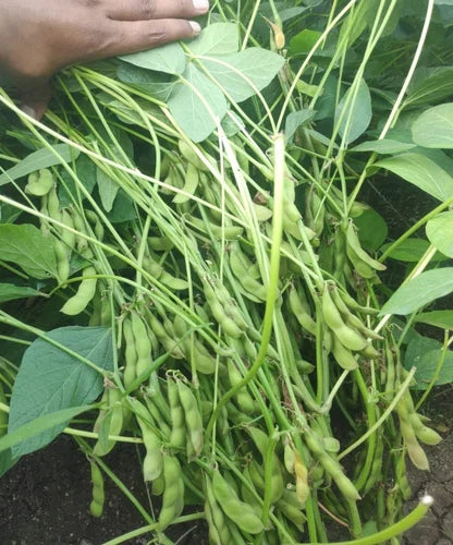 Young Brown Sweet Soybean seedlings ready for transplant