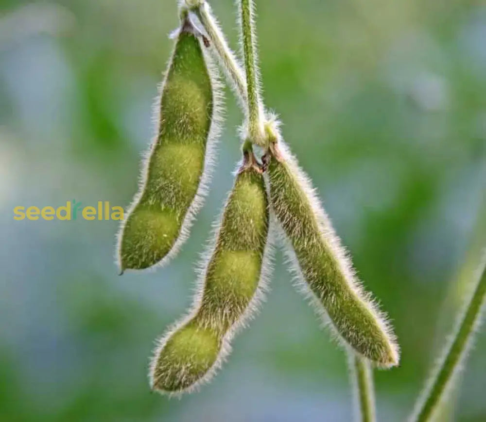 Soybean seeds for warm season vegetable gardening