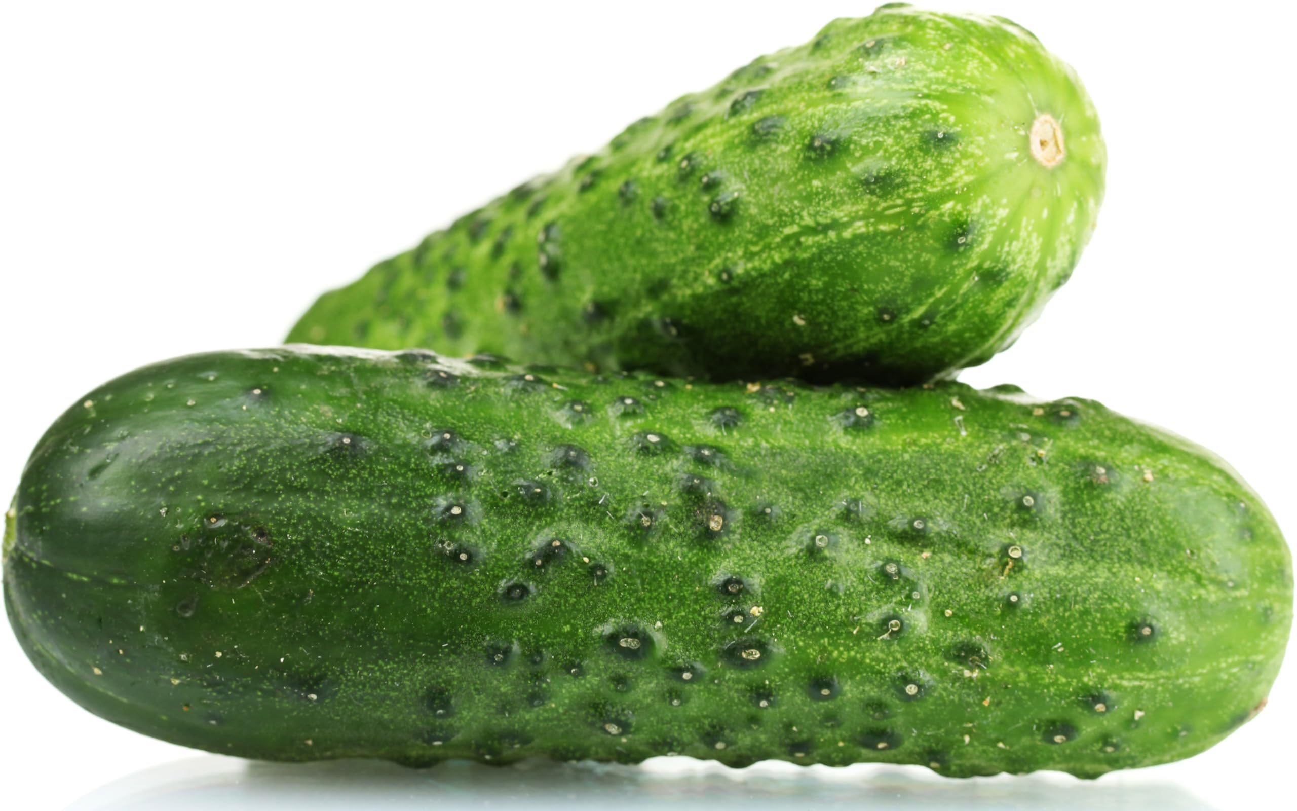 Spacemaster Cucumber Seeds Non-GMO for compact productive gardens