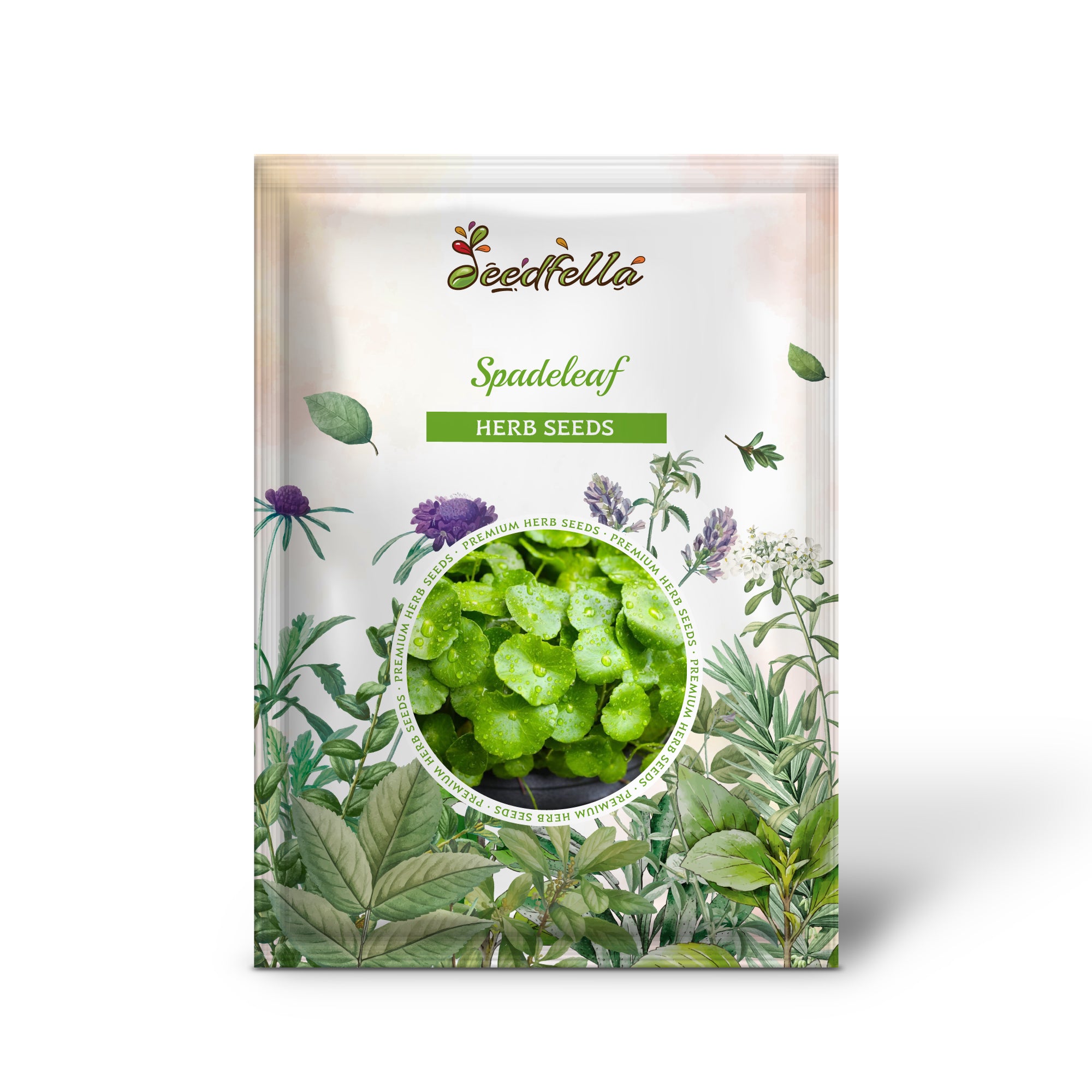 Spadeleaf Ground Cover Plant Growing in Garden