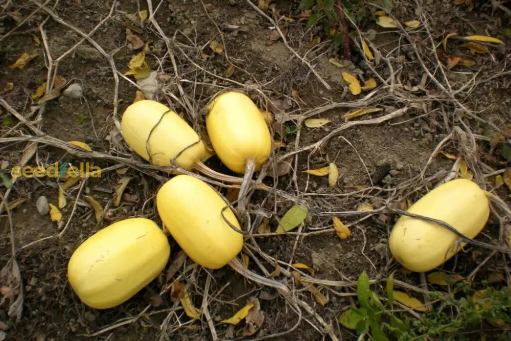 Spaghetti squash growing guide