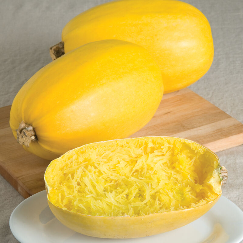 High-yield Yellow Spaghetti Squash seeds for planting