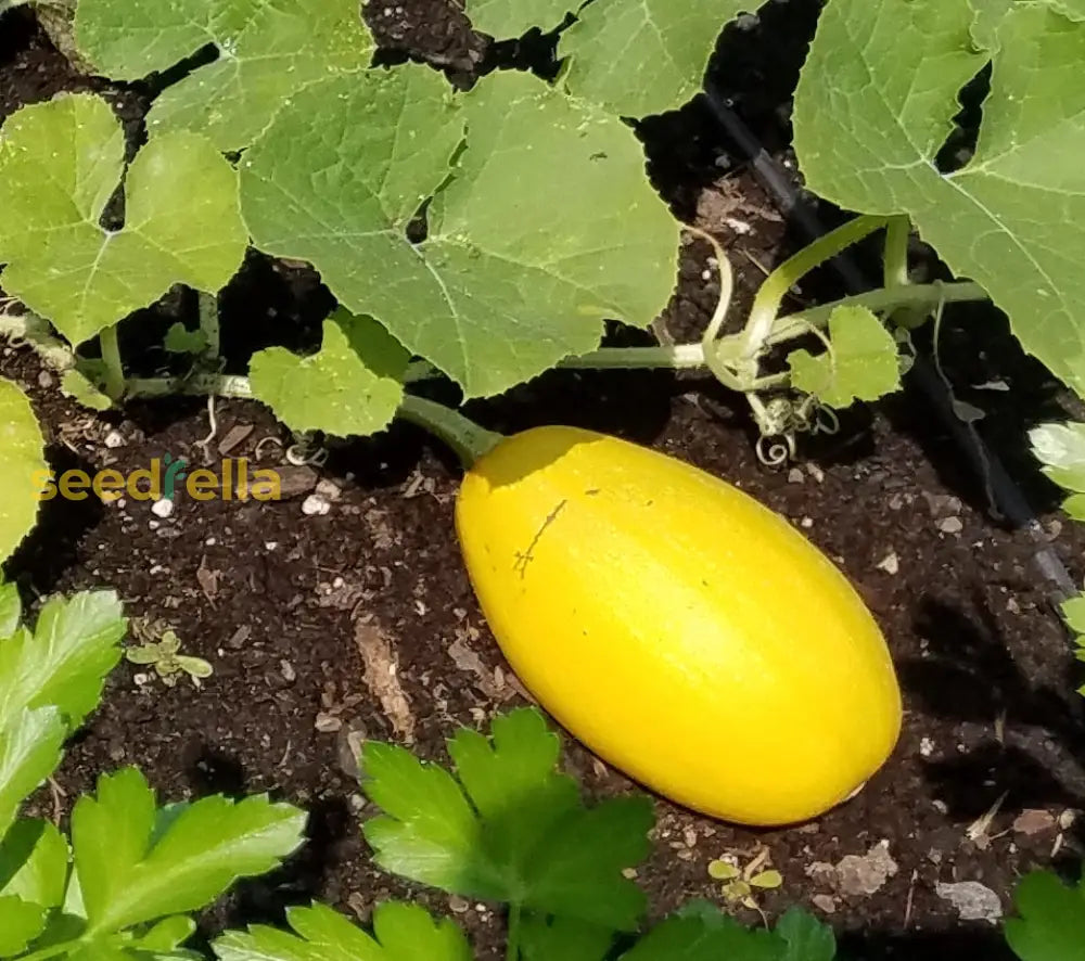 Spaghetti Squash Vegetable Seeds For Easy Planting Seeds