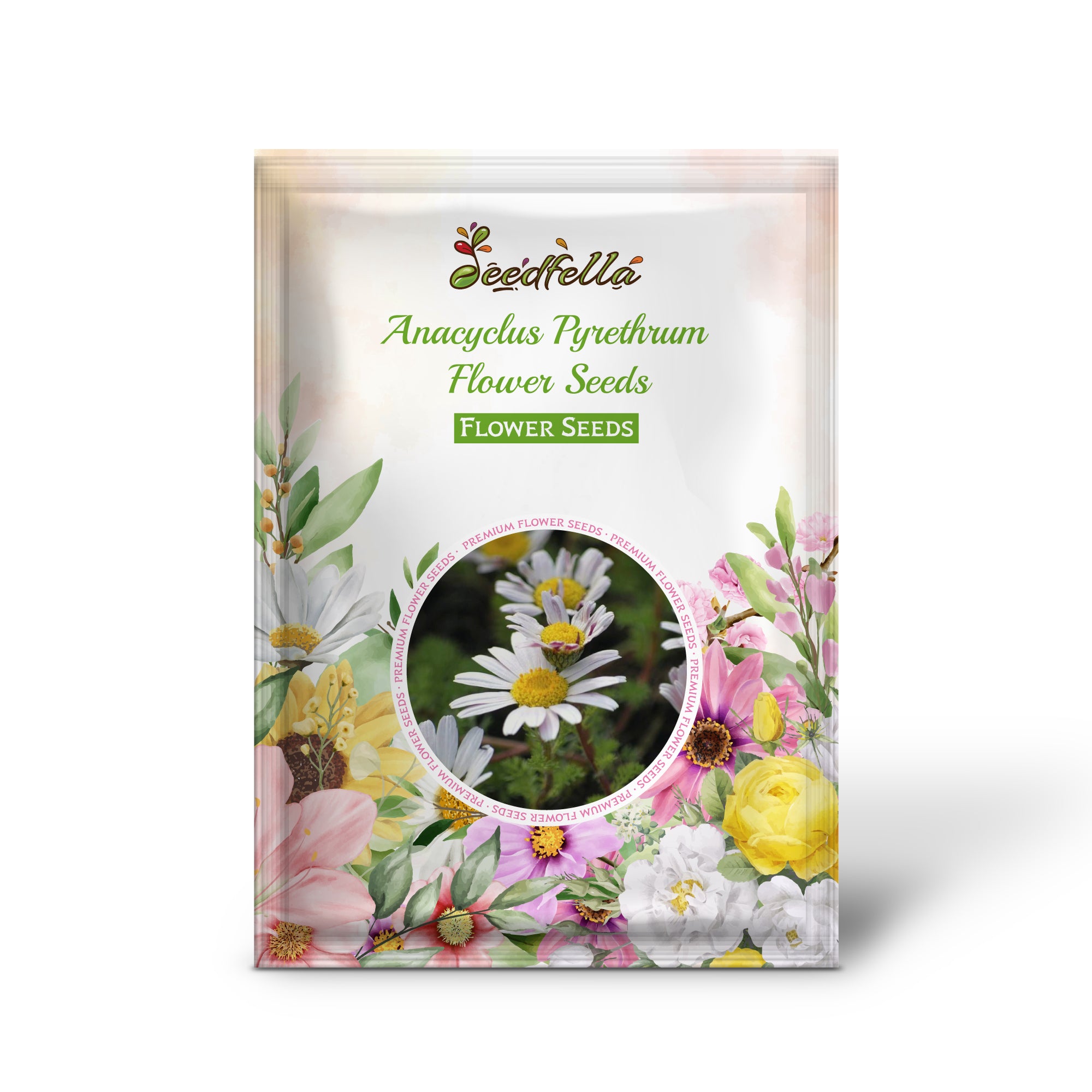 Anacyclus Pyrethrum (Spanish Chamomile) flowers in bloom