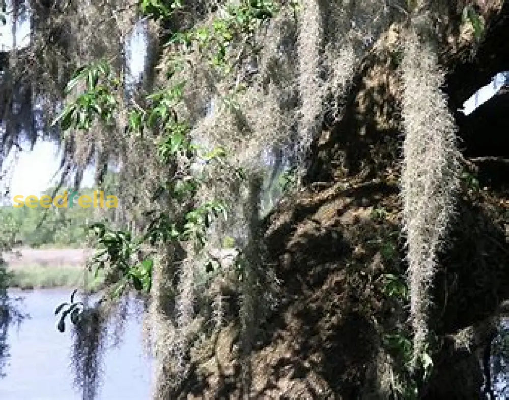 Spanish Moss Seeds For Planting