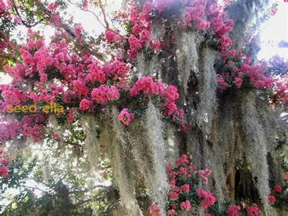 Spanish Moss Seeds For Planting